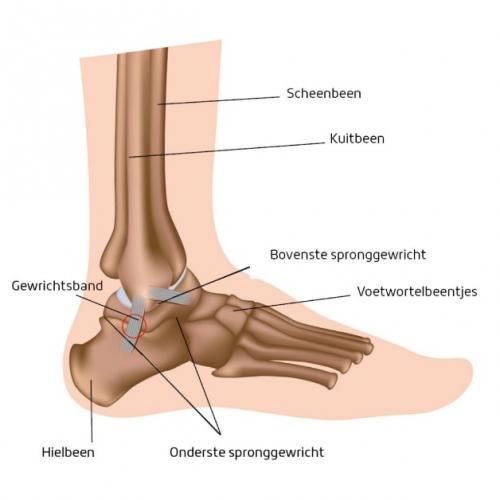 landelijk Walter Cunningham overdrijving Enkelbandletsel - ZorgSaam